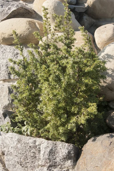 Árbol perenne entre las rocas — Foto de Stock