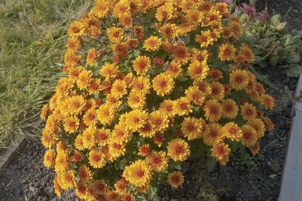Πορτοκαλί λουλούδια στον κήπο — Φωτογραφία Αρχείου