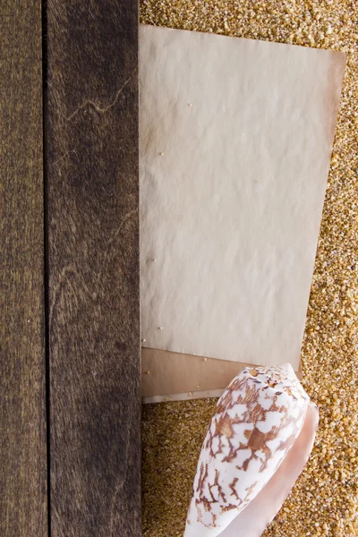 Sea shell on the wooden background — Stock Photo, Image