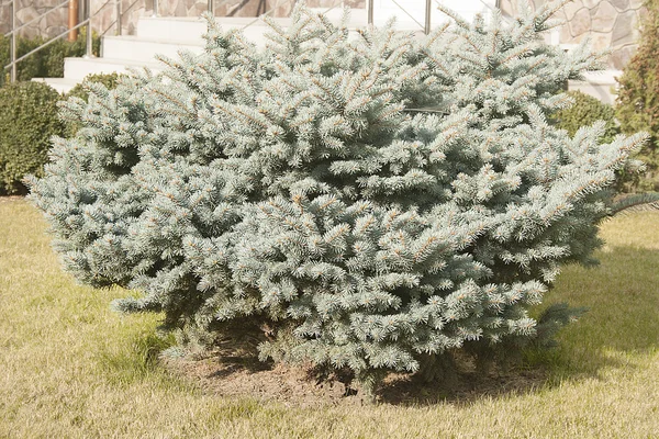 Evergreen tree in the park — Stock Photo, Image