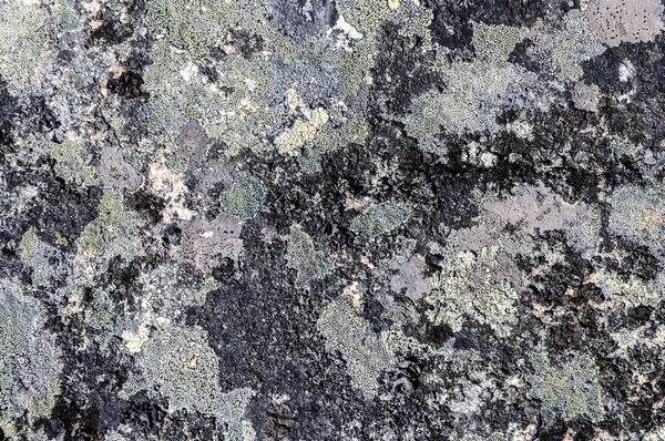 Piedra gris con textura de liquen crustoso — Foto de Stock