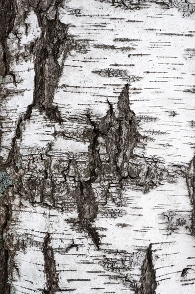 Vecchio ruvido corteccia di betulla sfondo — Foto Stock