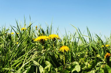 Çayırda sarı karahindibalar