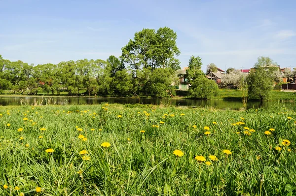 草地上有黄色蒲公英的乡村景观 — 图库照片