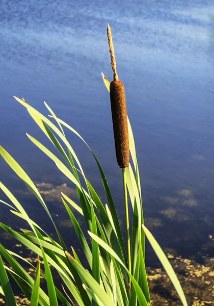 Closeup cattail on water background — Stock Photo, Image