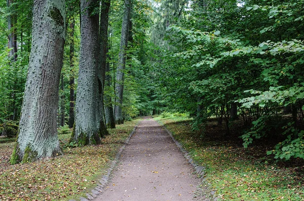 Oude lindebomen aleey in park — Stockfoto