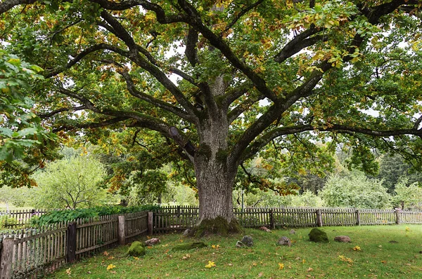 Vecchio quercia spessa nel villaggio Mikhailovskoe, Pushkinskiye Gory — Foto Stock