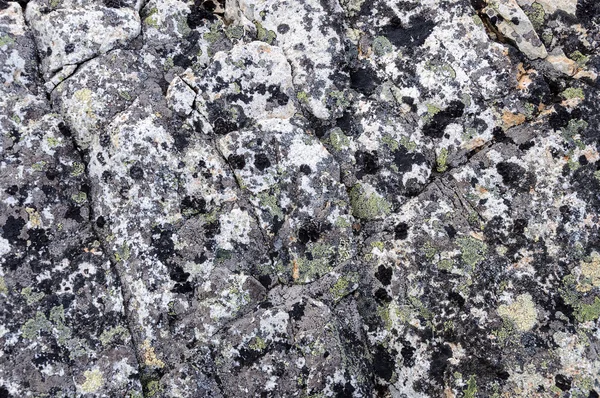 Gray rock surface with lichen — Stock Photo, Image