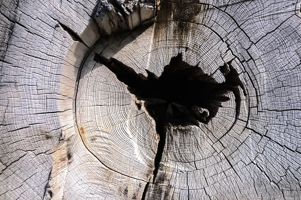 Extremo trasero del tronco grueso viejo — Foto de Stock
