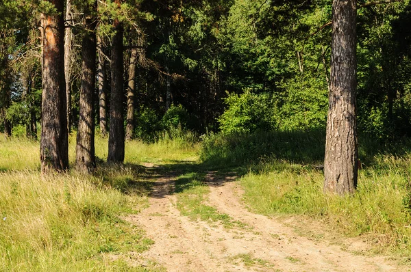 Strada sterrata nel bosco — Foto Stock