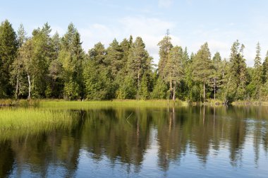 göl kıyısında çam