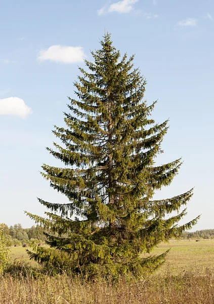 Eenzame fir tree Rechtenvrije Stockafbeeldingen