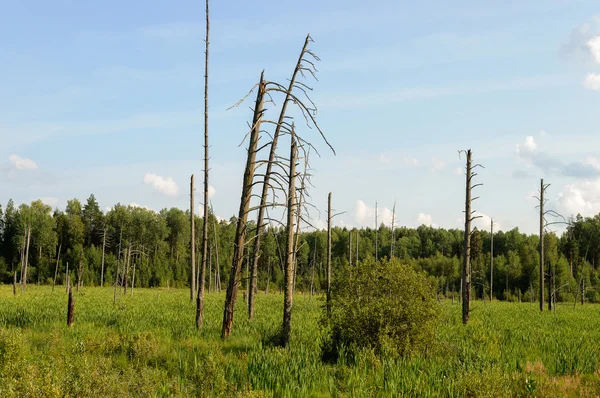 Withered trees at the forest edge — Stock Photo, Image