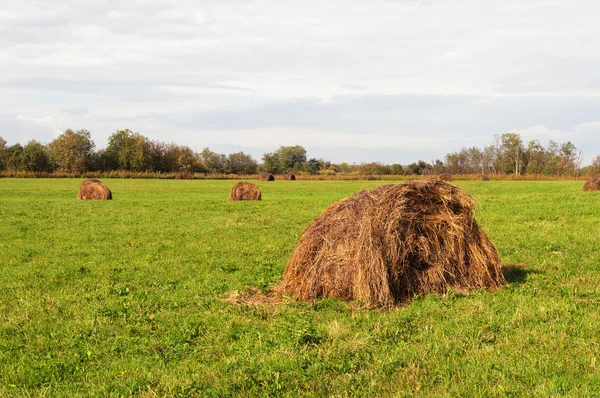 Haycock sonbaharda yeşil sahada — Stok fotoğraf