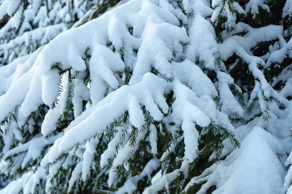 Sněhem pokrytá smrkové větve — Stock fotografie