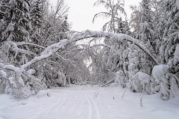 Arbres enneigés dans la forêt d'hiver — Photo