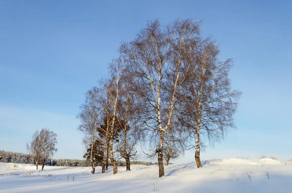 Kale berkenbomen op een heuvel in de winter — Stockfoto