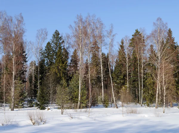 Kala träd i soliga vintern skog — Stockfoto