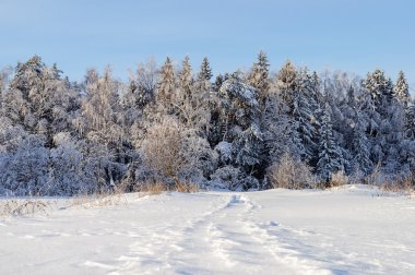 Kar kış ormandaki ağaçlar kaplı