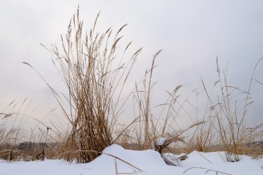 Karlı alanda kuru ot