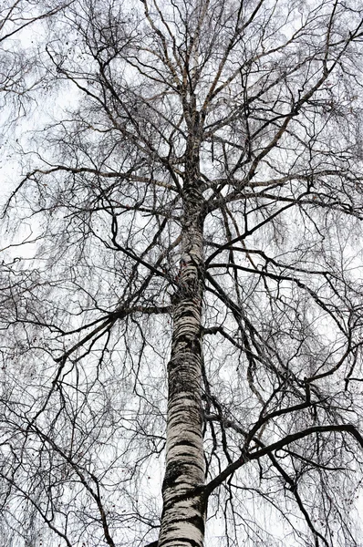 覆盖着白霜的白桦树枝条 — 图库照片