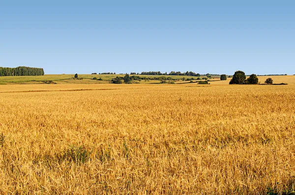 Grande campo amarelo de trigo — Fotografia de Stock