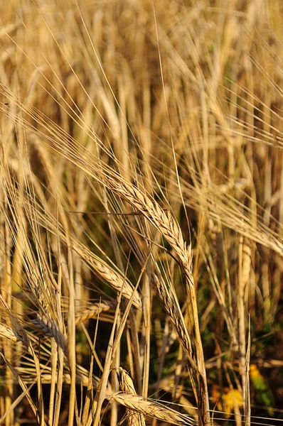 Gula öron av råg — Stockfoto