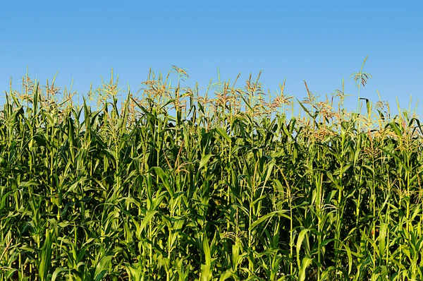 Campo de maíz de floración verde —  Fotos de Stock