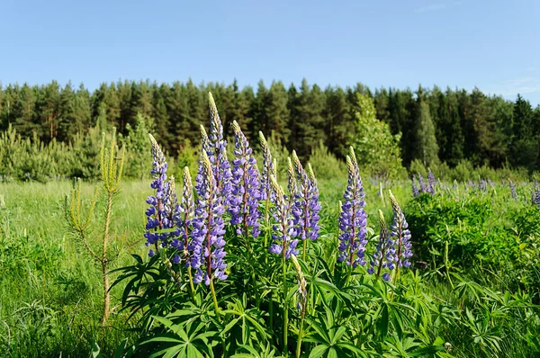 Lupini in fiore nel bosco — Foto Stock