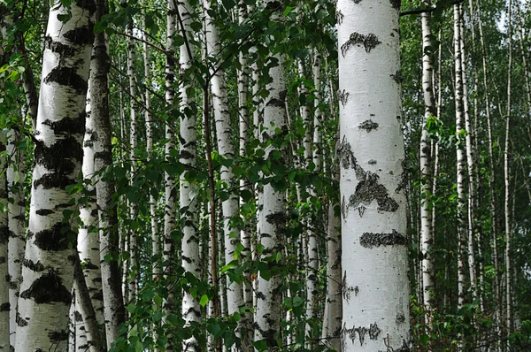 Berkenbomen in zomer bos — Stockfoto