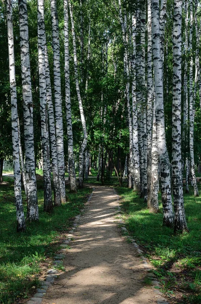 Березової алеї в літній час — стокове фото