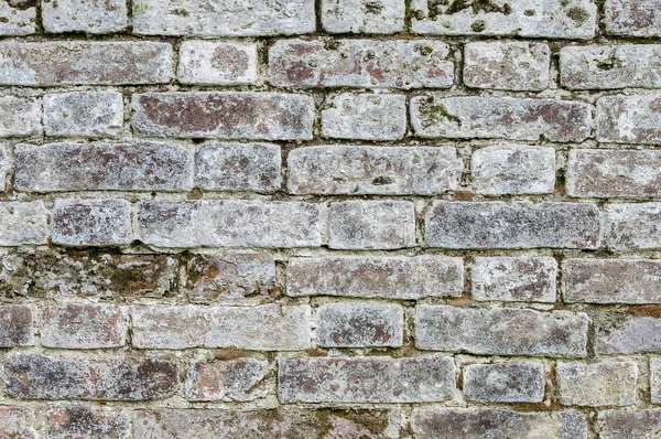 Texture old mossy gray brick wall — Stock Photo, Image