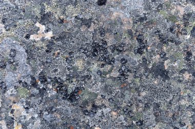 likenler ile kaplı kaya yüzeyi