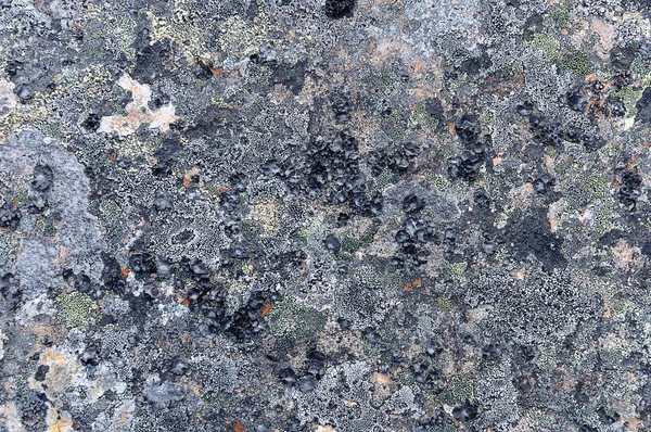 Superfície de rocha coberta de líquenes — Fotografia de Stock