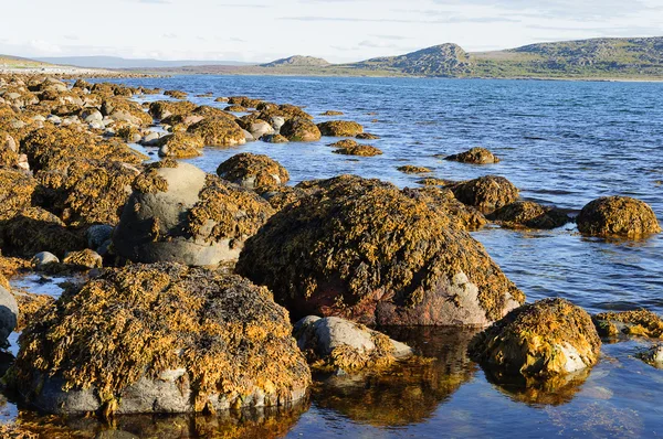 Stones with brown algae at seacoast — Stock Photo, Image