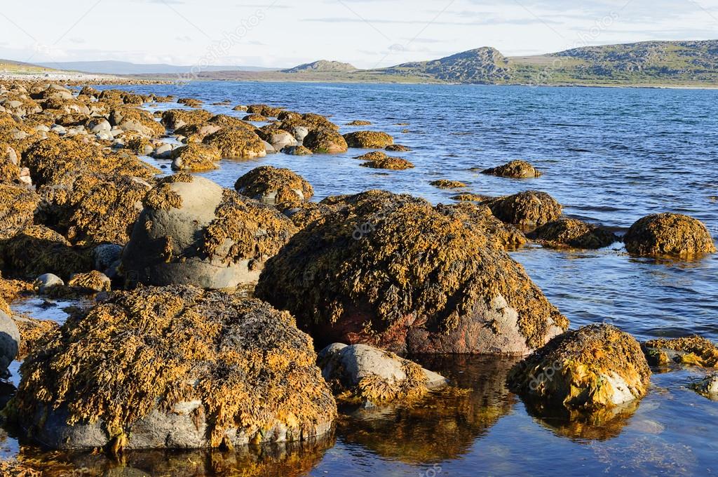 Stones with brown algae at seacoast