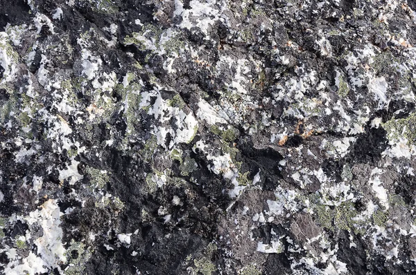 Crustose lichen background — Stock Photo, Image