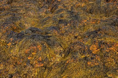 Closeup of brown seaweed at low tide clipart