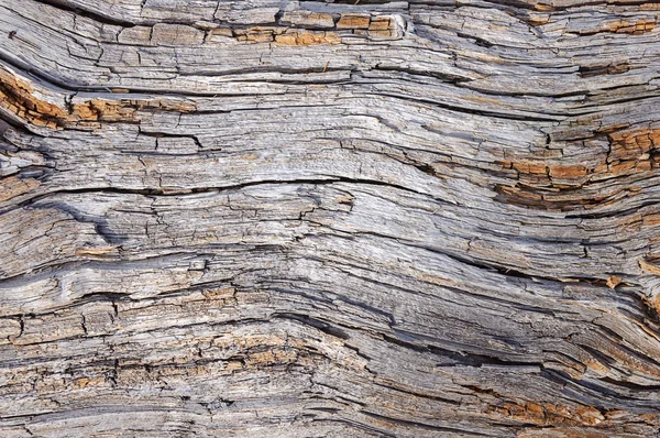 Сухое гнилое дерево — стоковое фото