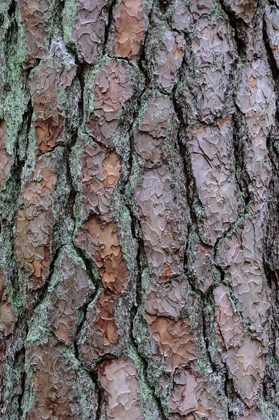 A régi fa kéreg — Stock Fotó