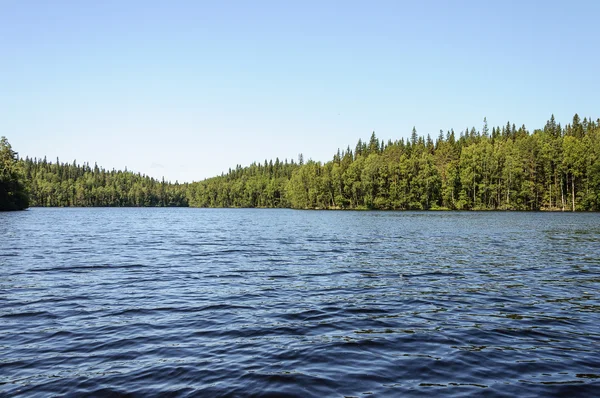 Paisagem de verão com lago florestal — Fotografia de Stock