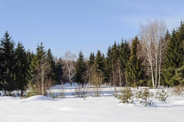 Glade en un bosque de invierno —  Fotos de Stock