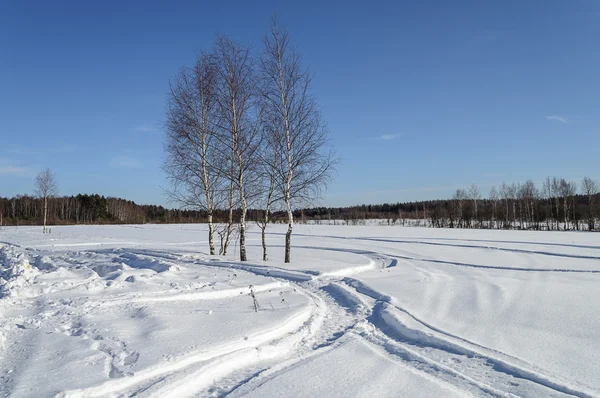 Bouleaux nus dans un champ de neige en lisière de forêt — Photo