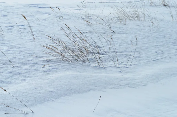 Суха трава в засніженому зимовому полі — стокове фото