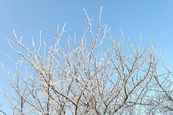 Rami d'albero ricoperti di gelo — Foto Stock