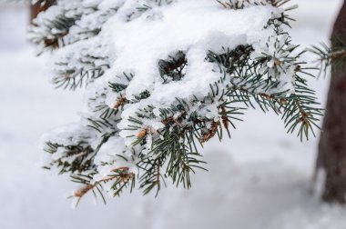 Kar kaplı çam dalları