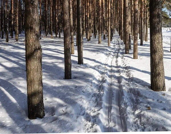 Pista de esquí en bosque de pinos —  Fotos de Stock