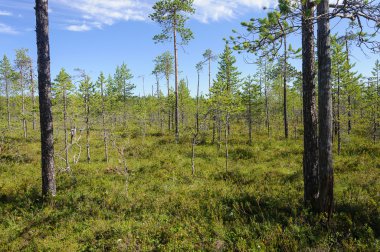 Çam ağaçları bataklık Tundra, Karelya
