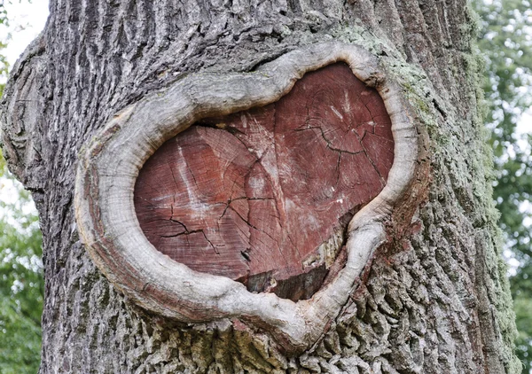 Herzförmige Rinde des Baumes — Stockfoto