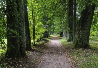Ihlamur sokak eski parkta düşmek